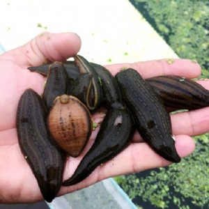 壹号娱乐APP成苗