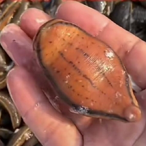 壹号娱乐APP成苗