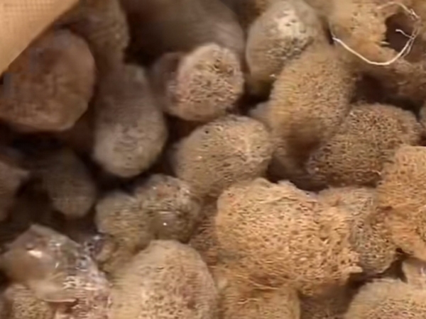 壹号娱乐APP的人工滋生手艺