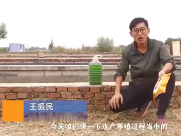 水产养殖历程中藻类的使用介绍