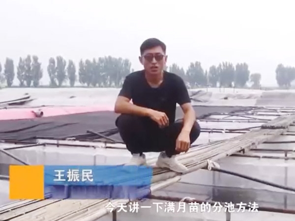 壹号娱乐APP满月苗的分池要领