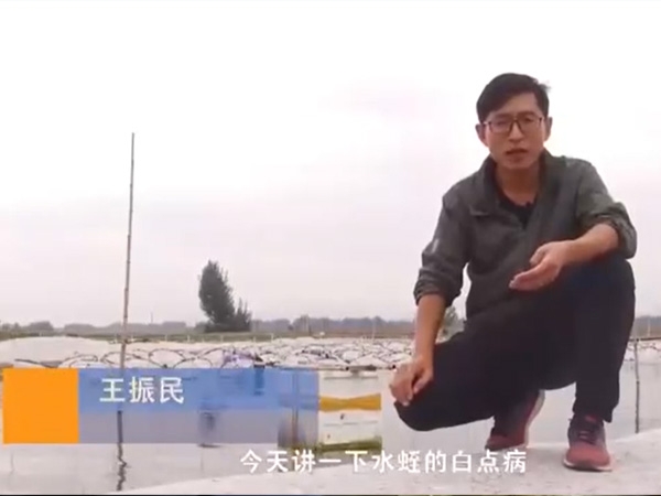 壹号娱乐APP白点病爆发涯纪律及防治要领