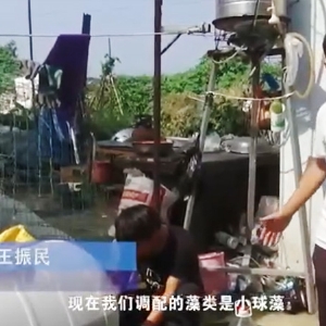 用药治理-小球藻使用