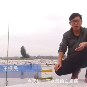 壹号娱乐APP白点病爆发涯纪律及防治要领